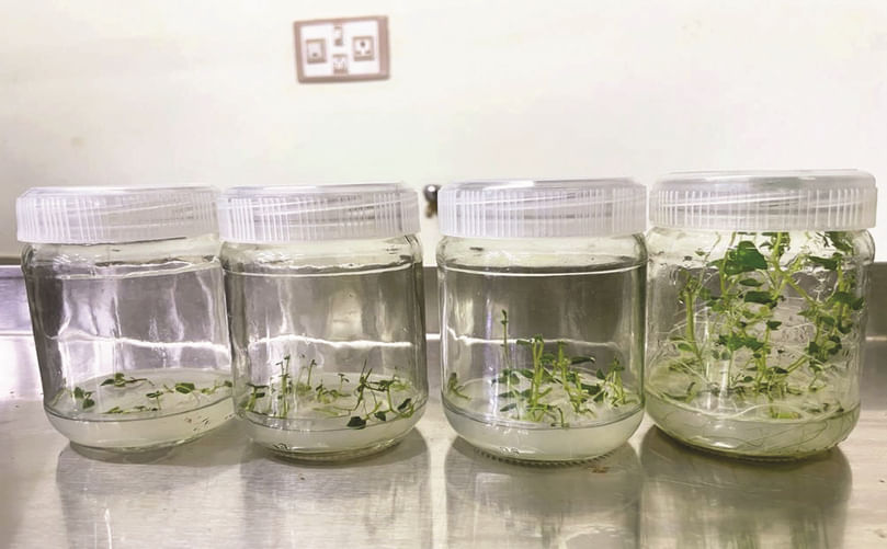 ARC Seedling at Rooting Media