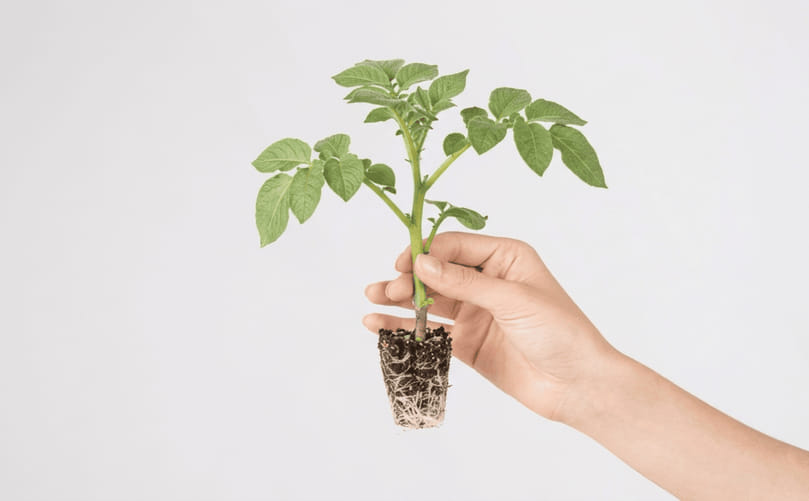 Apical Rooted Cutting (ARC) Seedling – Healthy and Disease-Free