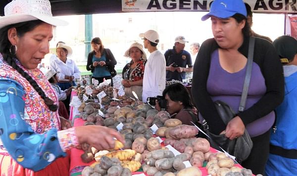 Arequipa trabaja para incrementar hectáreas de cultivos de papa