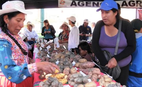 Arequipa trabaja para incrementar hectáreas de cultivos de papa. (Cortesía: Andina) Arequipa trabaja para incrementar hectáreas de cultivos de papa. (Cortesía: Andina)