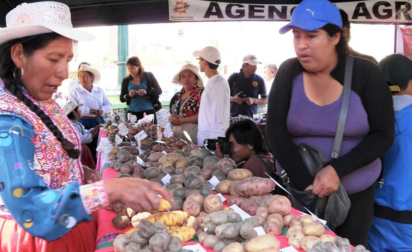 Arequipa trabaja para incrementar hectáreas de cultivos de papa. (Cortesía: Andina)