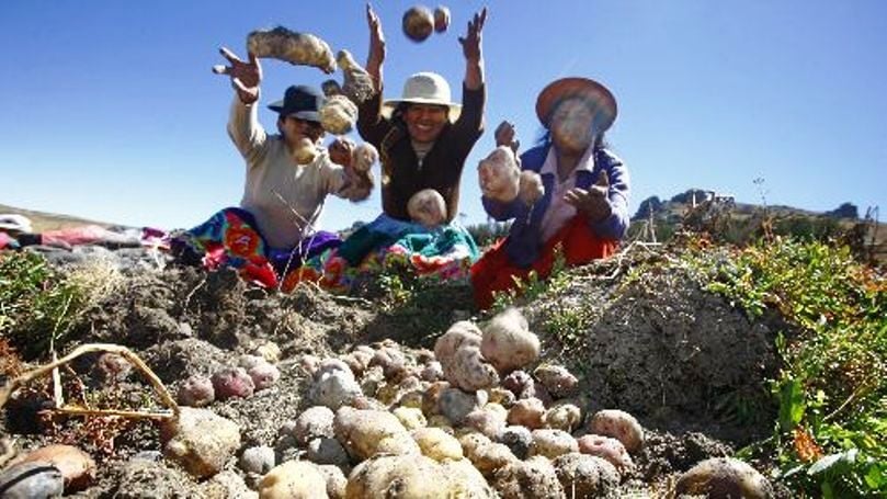 Más de 8,000 hectáreas de papa se siembran en la región Arequipa (Cortesía: Andina) Más de 8,000 hectáreas de papa se siembran en la región Arequipa (Cortesía: Andina)