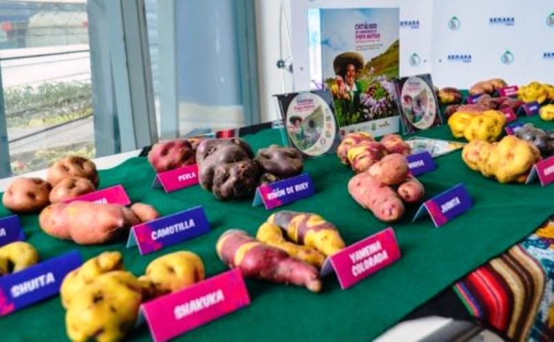 En la región Arequipa las variedades de papa que más se cultivan son: Única, Perricholi, Canchán, Serranita y Tomasa Tito Condemayta. (Cortesía: Andina) En la región Arequipa las variedades de papa que más se cultivan son: Única, Perricholi, Canchán, Serranita y Tomasa Tito Condemayta. (Cortesía: Andina)