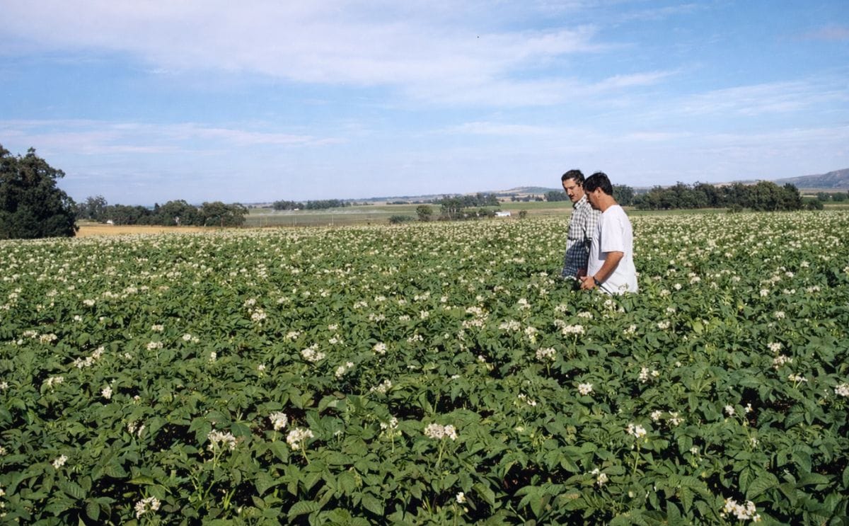 [Video] Argentina: La papa en el Bicentenario