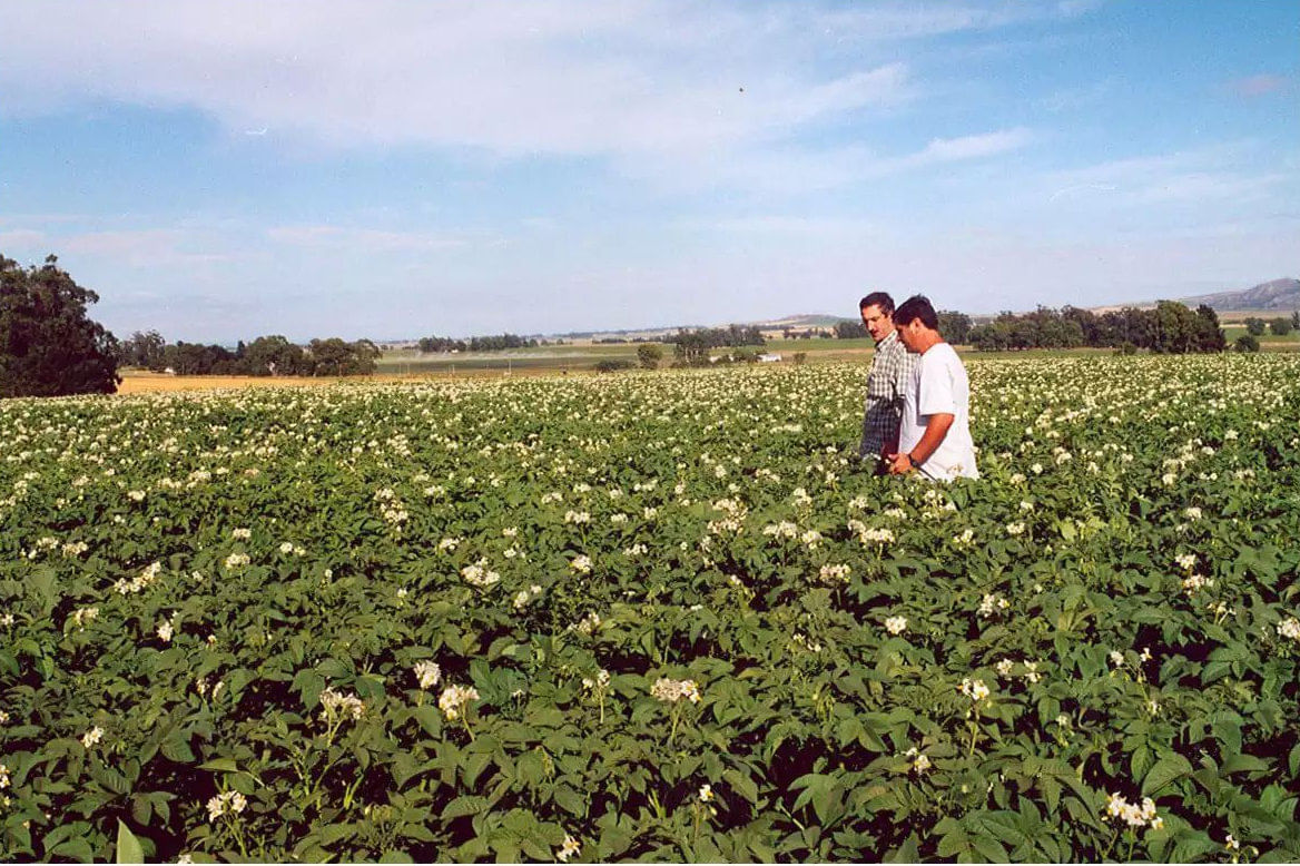 [Video] Argentina: La papa en el Bicentenario