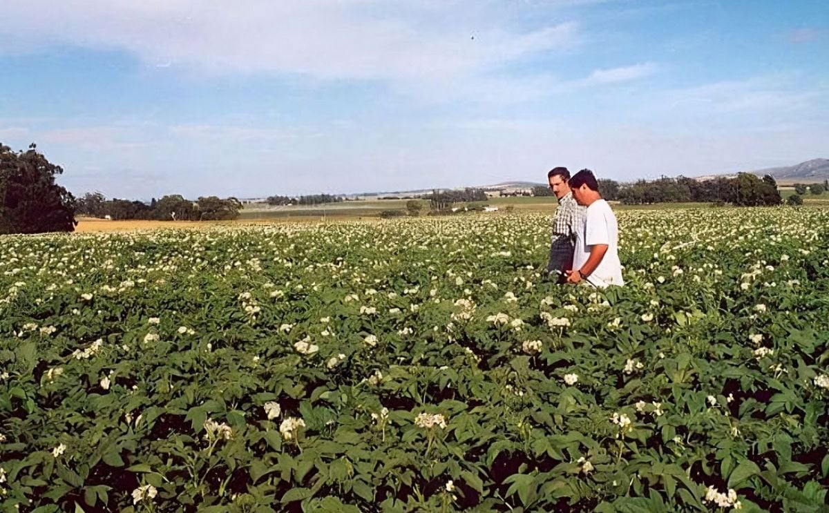 El cultivo de la papa en Argentina El cultivo de la papa en Argentina