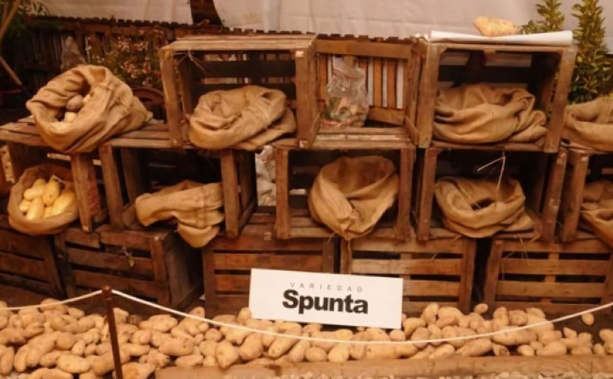 Argentina: Arranca la 40° Fiesta Provincial de la Papa de Otamendi Argentina: Arranca la 40° Fiesta Provincial de la Papa de Otamendi