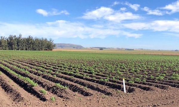 Argentina: El acondicionador de suelo ZEBA fue presentado oficialmente para el cultivo de papa.
