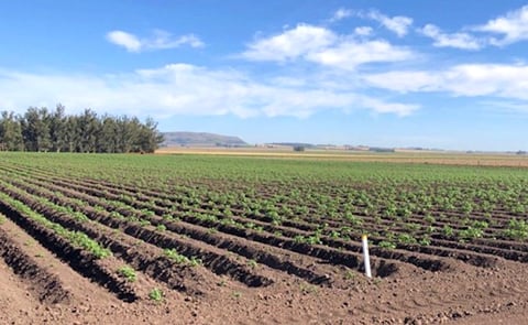 Argentina: El acondicionador de suelo ZEBA fue presentado oficialmente para el cultivo de papa. Argentina: El acondicionador de suelo ZEBA fue presentado oficialmente para el cultivo de papa.