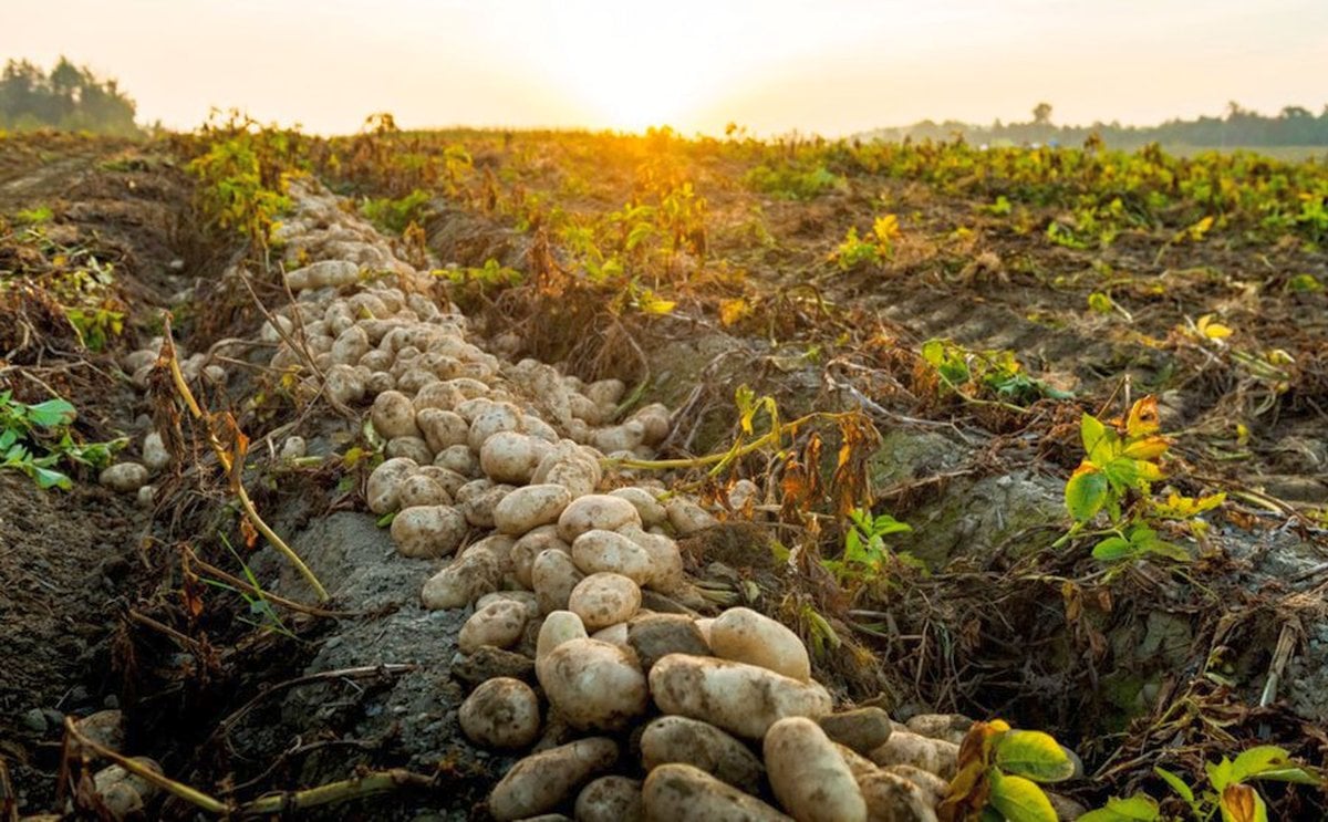 Argentina: El consumo de papa alcanzó en 2020 los 52 kilos por habitante al año y superó al de la carne vacuna Argentina: El consumo de papa alcanzó en 2020 los 52 kilos por habitante al año y superó al de la carne vacuna