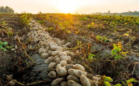En 2020 aumentó significativamente el consumo de papa en la Argentina y superó al de carne vacuna En 2020 aumentó significativamente el consumo de papa en la Argentina y superó al de carne vacuna