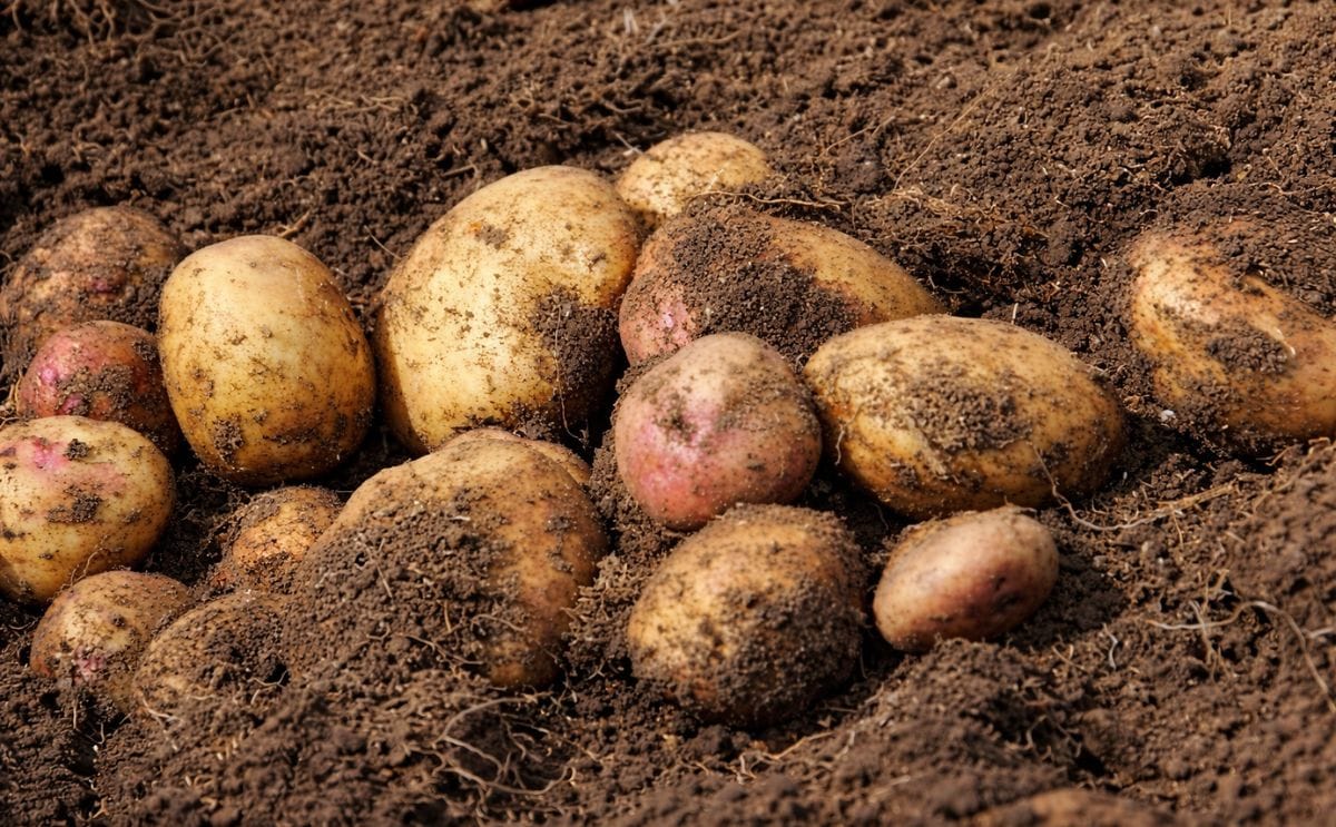 Argentina empezó a exportar papa semilla a Vietnam