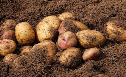 Argentina empezó a exportar papa semilla a Vietnam Argentina empezó a exportar papa semilla a Vietnam