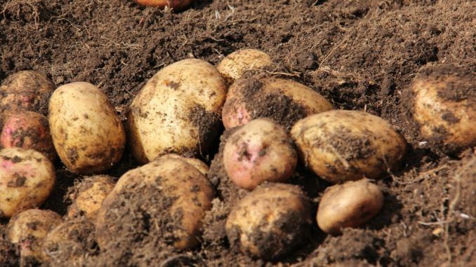 Argentina empezó a exportar papa semilla a Vietnam