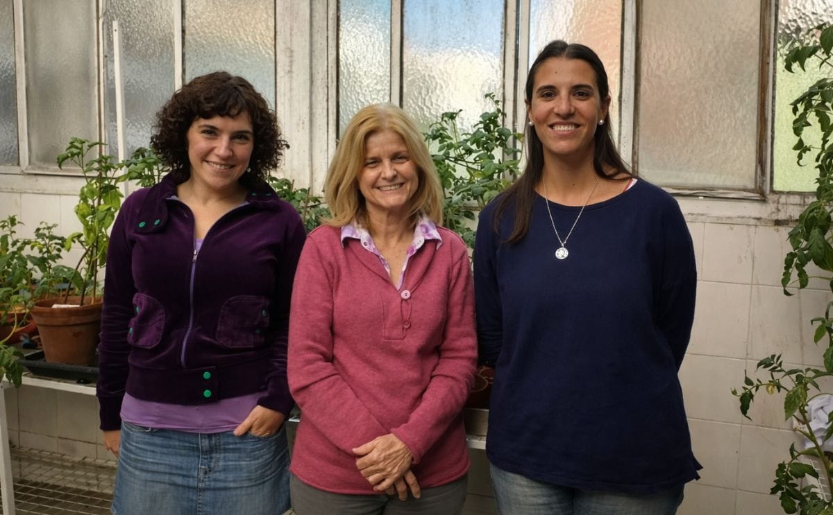 Argentina: Investigadores identifican mecanismo de defensa del cultivo de papa Argentina: Investigadores identifican mecanismo de defensa del cultivo de papa