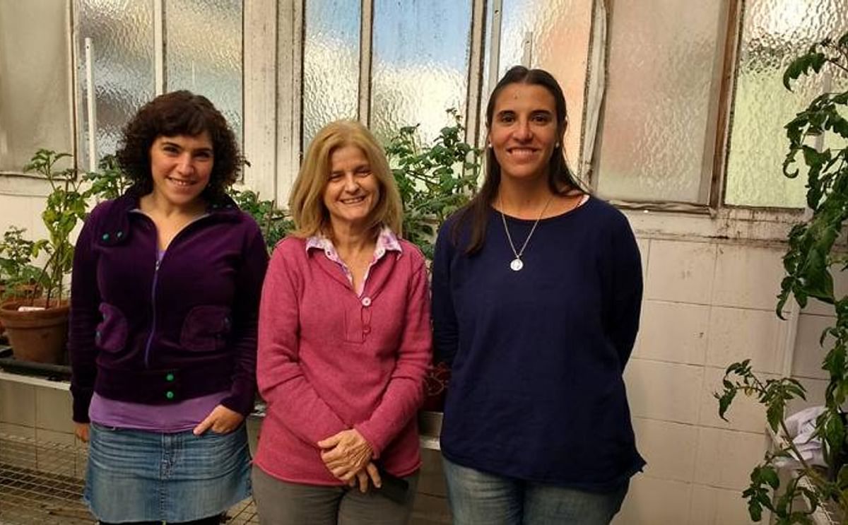 Las doctoras María Eugenia Segretin, Rita M. Ulloa y Elisa I. Fantino en el invernadero del Instituto de Investigaciones en Ingeniería Genética y Biología Molecular (INGEBI).
