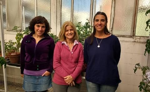 Las doctoras María Eugenia Segretin, Rita M. Ulloa y Elisa I. Fantino en el invernadero del Instituto de Investigaciones en Ingeniería Genética y Biología Molecular (INGEBI). Las doctoras María Eugenia Segretin, Rita M. Ulloa y Elisa I. Fantino en el invernadero del Instituto de Investigaciones en Ingeniería Genética y Biología Molecular (INGEBI).
