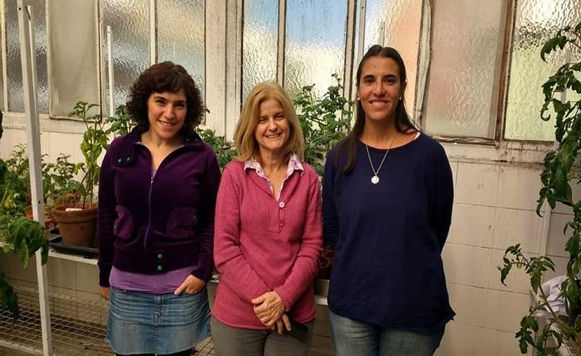 Las doctoras María Eugenia Segretin, Rita M. Ulloa y Elisa I. Fantino en el invernadero del Instituto de Investigaciones en Ingeniería Genética y Biología Molecular (INGEBI).