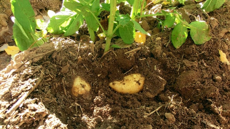 Argentina: La papa resistente al PVY lista para salir al mercado