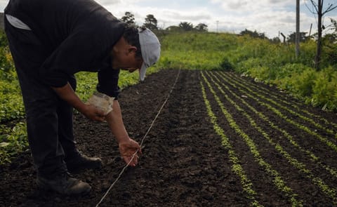 Entre las iniciativas, se abordará la formalización de la agricultura familiar, se pondrán en marcha líneas de financiamiento dirigidas al sector y se impulsará un sistema de comercialización adecuado. Entre las iniciativas, se abordará la formalización de la agricultura familiar, se pondrán en marcha líneas de financiamiento dirigidas al sector y se impulsará un sistema de comercialización adecuado.