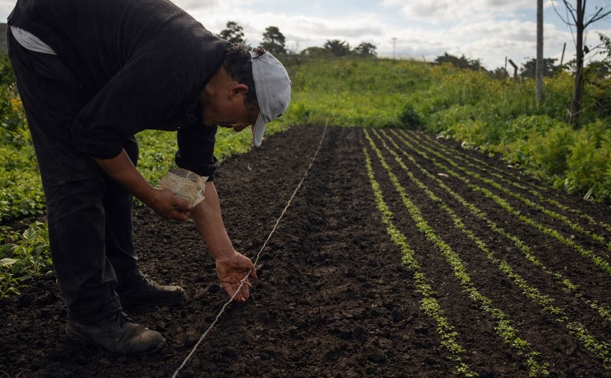 Argentina: Lanzan un plan para aumentar la producción y el consumo de hortalizas