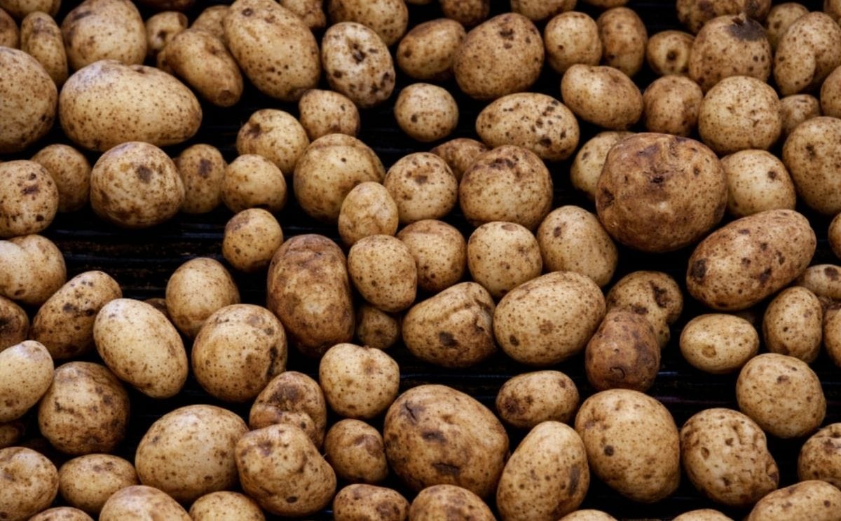 Argentina libera papa que evita pérdidas productivas del 70% Argentina libera papa que evita pérdidas productivas del 70%