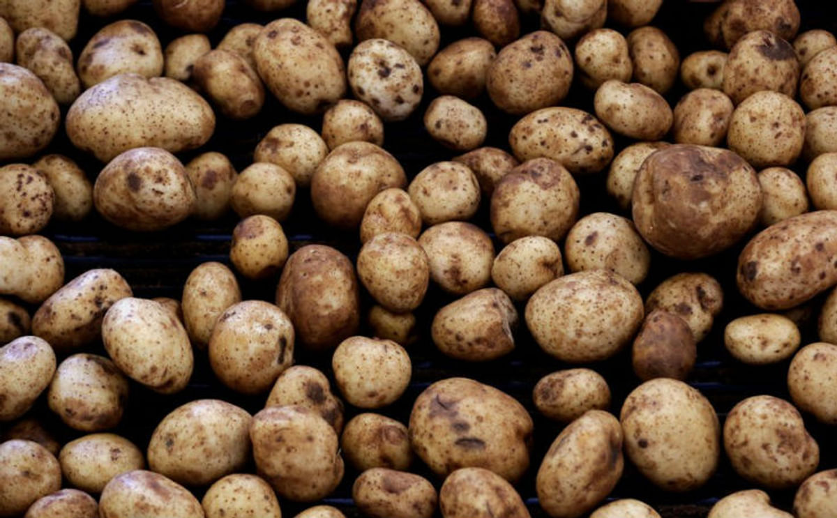 Argentina libera papa que evita pérdidas productivas del 70% Argentina libera papa que evita pérdidas productivas del 70%