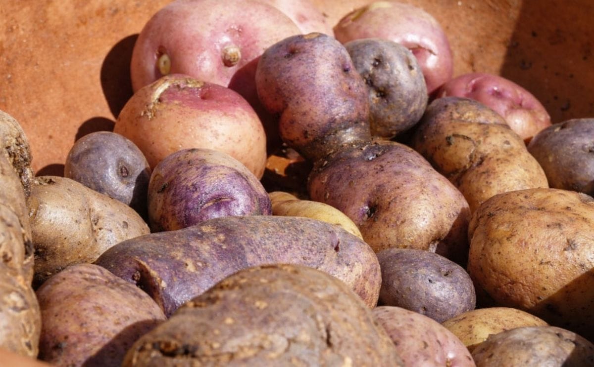 Argentina: Normativa complica el transporte de papa andina Argentina: Normativa complica el transporte de papa andina