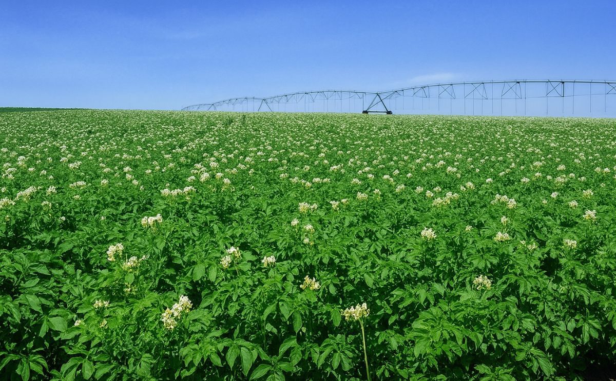 Argentina offers prospects for seed potato exporters Argentina offers prospects for seed potato exporters