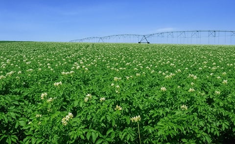 Potato Field in Argentina Potato Field in Argentina