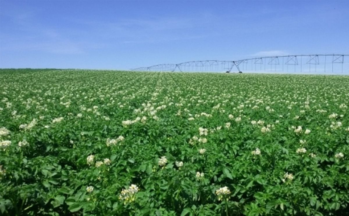 Argentina offers prospects for seed potato exporters Argentina offers prospects for seed potato exporters