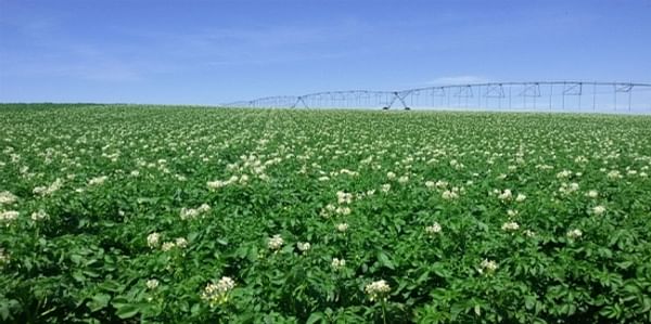 Argentina offers prospects for seed potato exporters