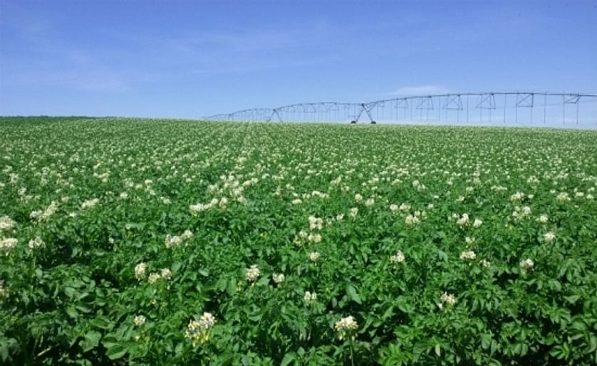 Potato Field in Argentina