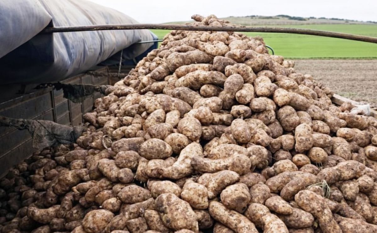 La papa en Argentina cerró 2025 en crisis por sobreoferta, baja demanda y pérdida de competitividad exportadora, con fuerte impacto en el sudeste bonaerense.