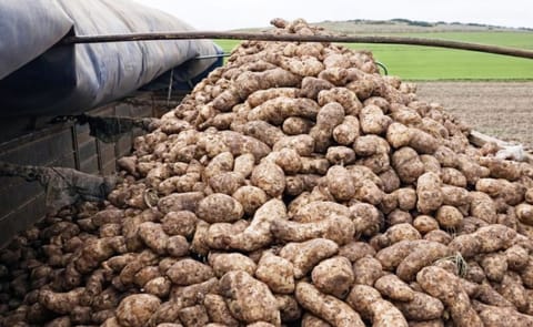 La papa en Argentina cerró 2025 en crisis por sobreoferta, baja demanda y pérdida de competitividad exportadora, con fuerte impacto en el sudeste bonaerense. La papa en Argentina cerró 2025 en crisis por sobreoferta, baja demanda y pérdida de competitividad exportadora, con fuerte impacto en el sudeste bonaerense.