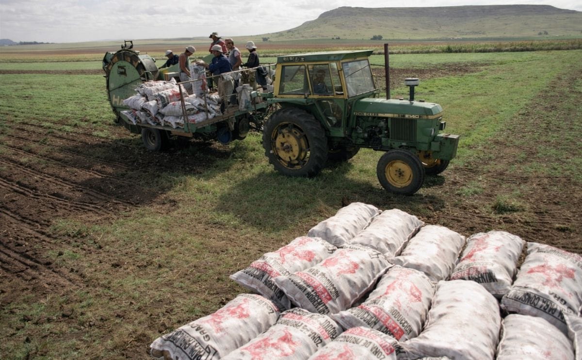 Argentina: Quejas por importación de papa de Brasil