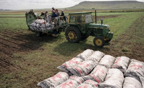 Argentina: Quejas por importación de papa de Brasil Argentina: Quejas por importación de papa de Brasil