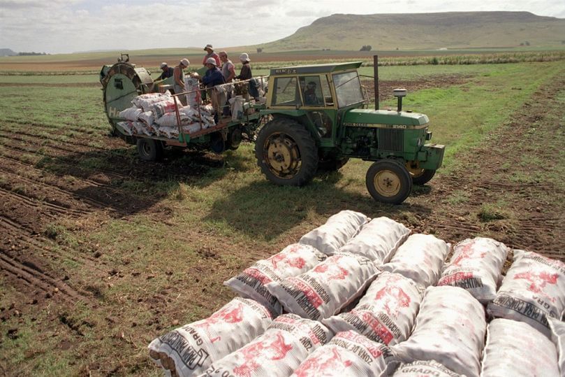 Argentina: Quejas por importación de papa de Brasil