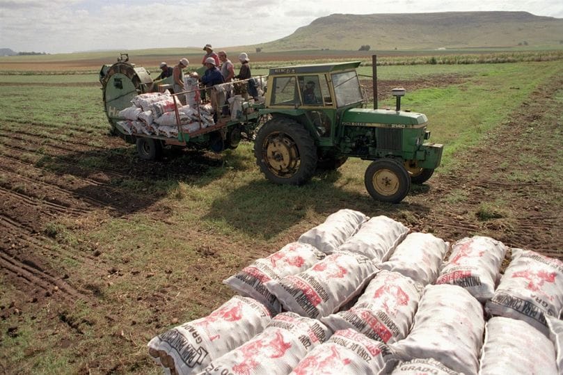 Argentina: Quejas por importación de papa de Brasil
