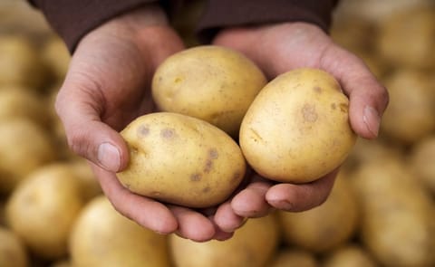 Argentina y Uruguay avanzan en el mejoramiento de papa Argentina y Uruguay avanzan en el mejoramiento de papa