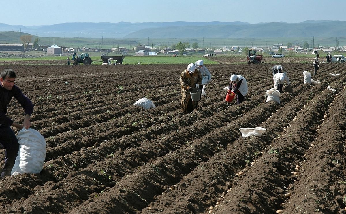 Potato Harvest in Armenia (Picture taken in 2005)
