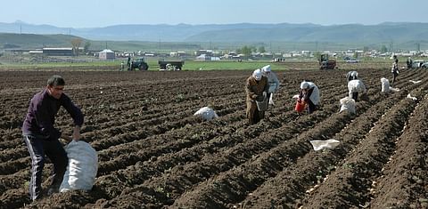 Potato harvest in Armenia increases to 210.000 tonnes