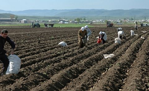 Potato Harvest in Armenia (Picture taken in 2005) Potato Harvest in Armenia (Picture taken in 2005)