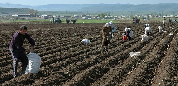 Potato harvest in Armenia increases to 210.000 tonnes
