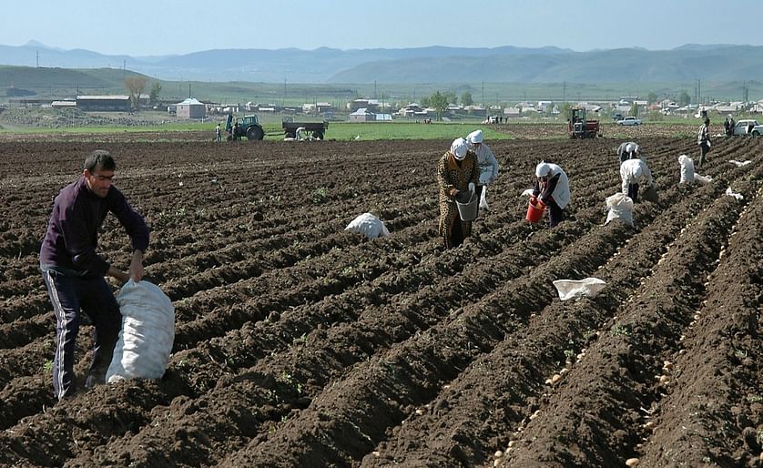 Potato Harvest in Armenia (Picture taken in 2005)