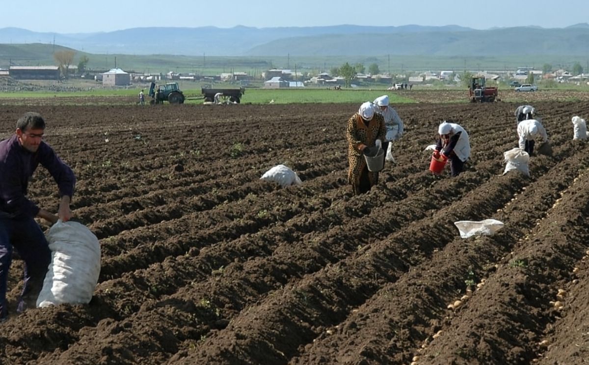 Potato harvest in Armenia increases to 210.000 tonnes Potato harvest in Armenia increases to 210.000 tonnes