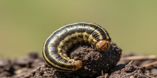 Potato Armyworm Potato Armyworm