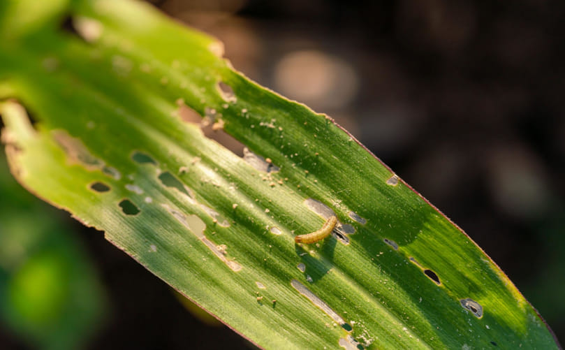 Fall Armyworm (Spodoptera frugiperda) Feeding Damage on Maize Leaves