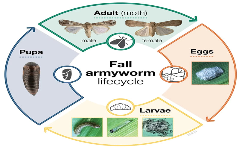 Life Cycle of Potato Armyworm in Action Life Cycle of Potato Armyworm in Action