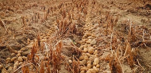 Aroostook County potato experts expect high quality crop in 2021